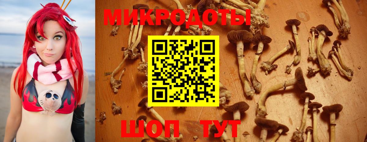 Псилоцибиновые грибы Cubensis Десногорск